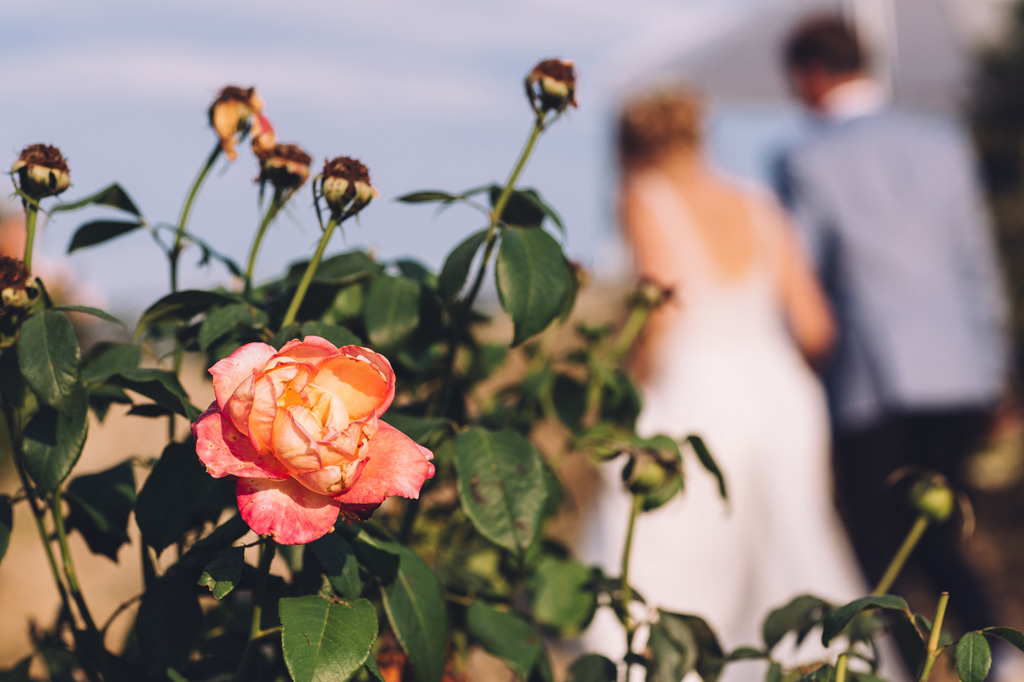 Fotografo Matrimonio Langhe Un dettaglio di una rosa